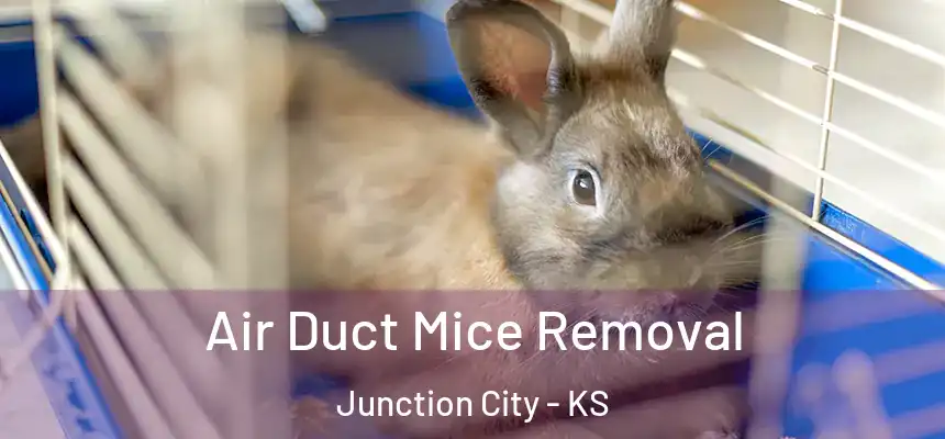 Air Duct Mice Removal Junction City - KS